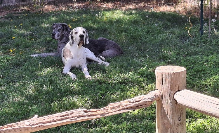 Two Great Danes lounging in the grass