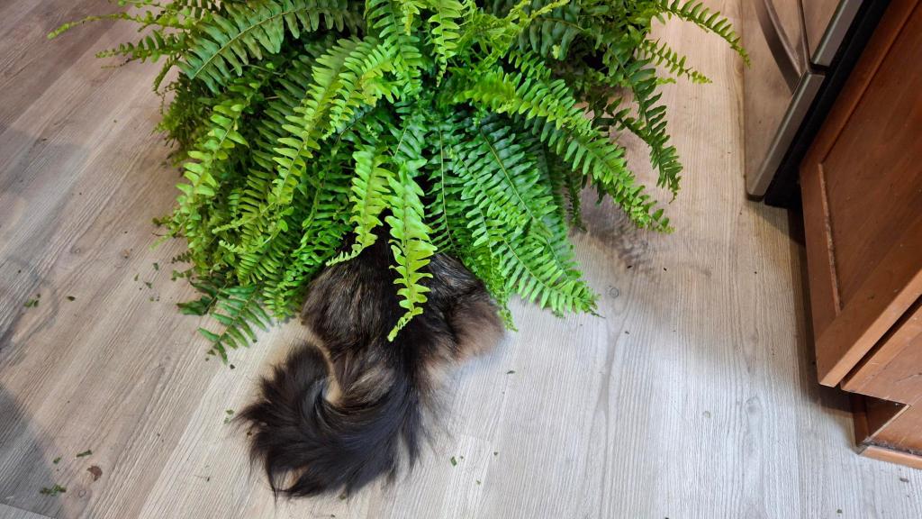 Fluffy cat butt and tail sticking out from a Boston fern