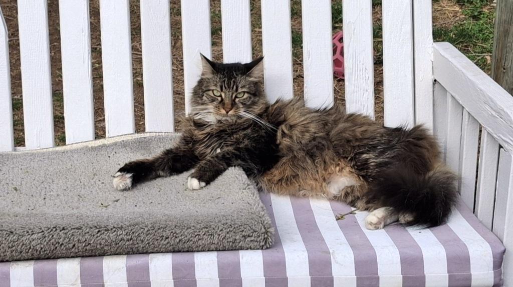 Fluffy cat on a blue and white glider