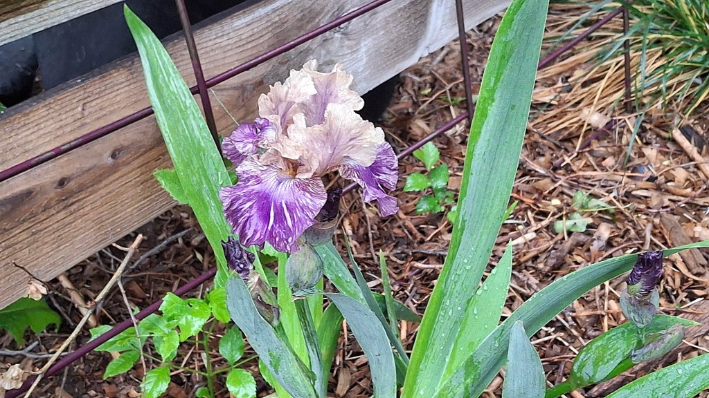 Purple and tan iris in snow storm