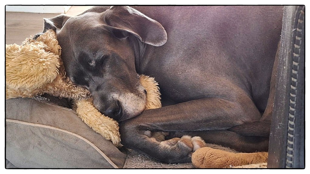 Great Dane sleeping with large dog stuffie
