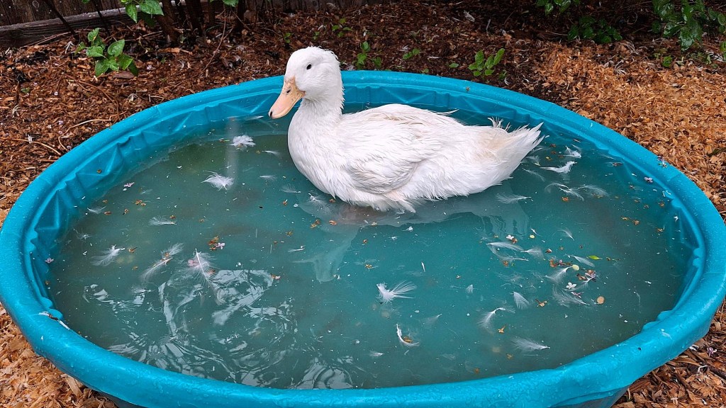 White duck in a blue pool during a rain/snow storm