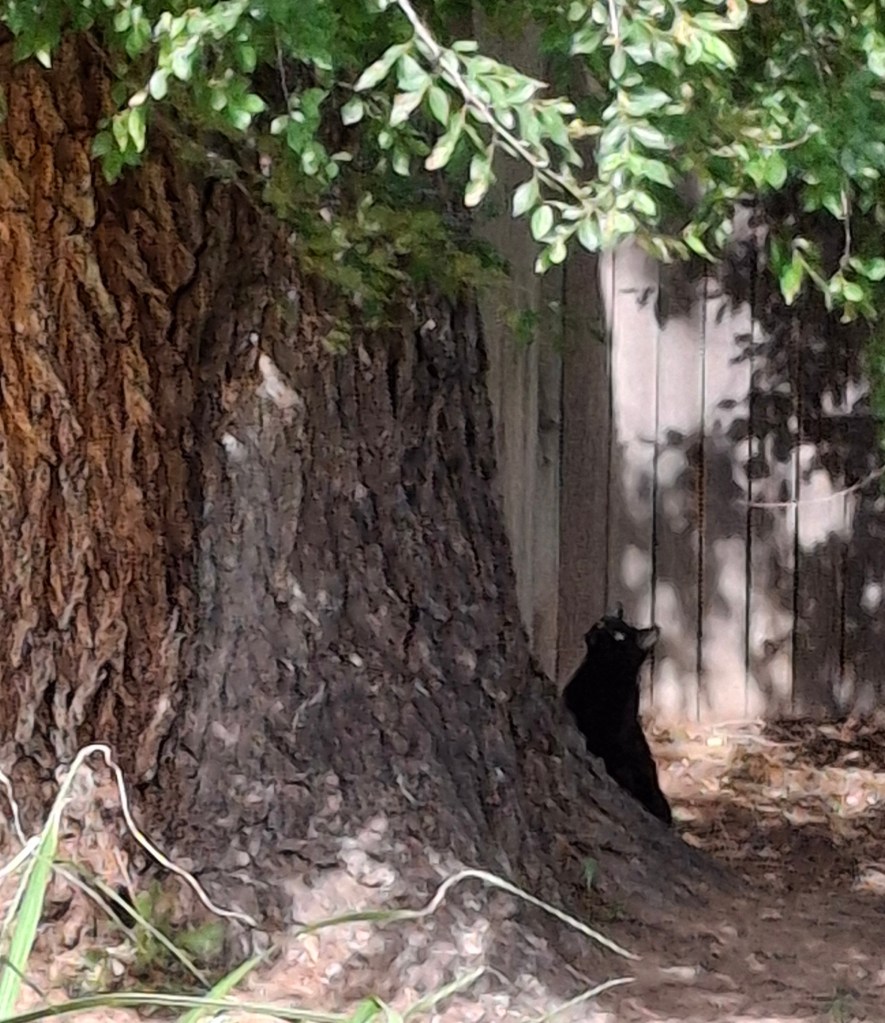 Black cat staring up a tree