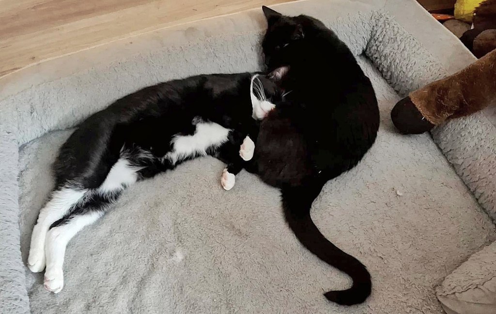 Black cat and tuxedo cat snuggling on a giant dog bed