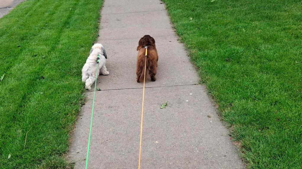 Two pups, definitely not Great Danes one a walk