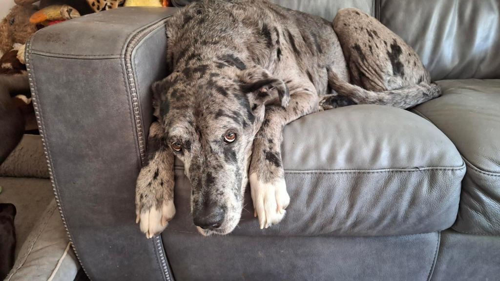 Silver Great Dane on grey couch