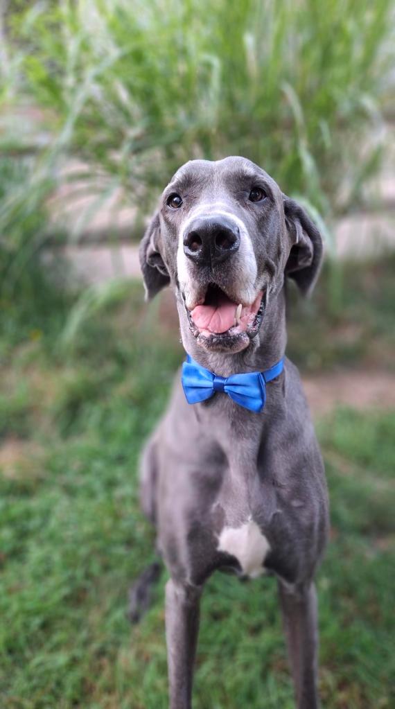 Blue Great Dane in a snazzy blue bowtie in the yard
