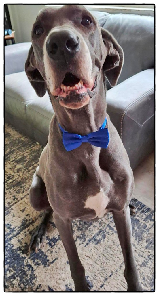 Blue Great Dane in a snazzy blue bowtie in the living room