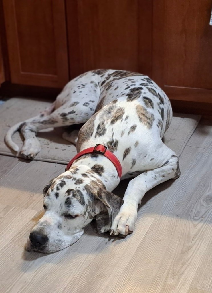 Harlequin Great Dane on the kitchen floor