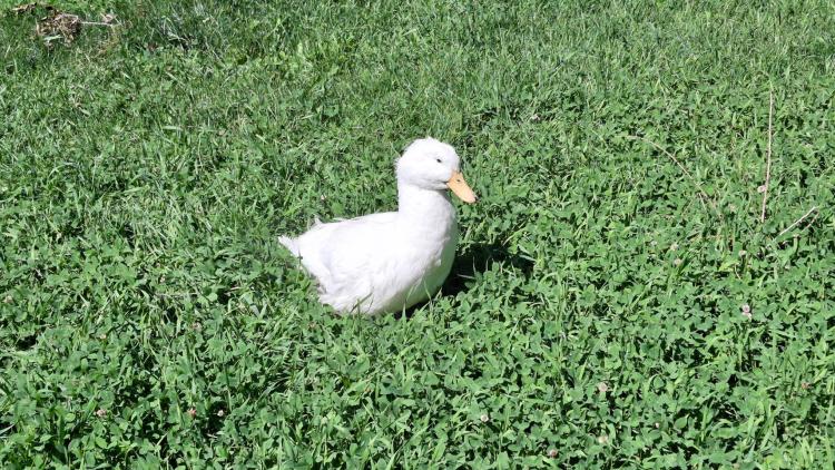 White duck in deep clover