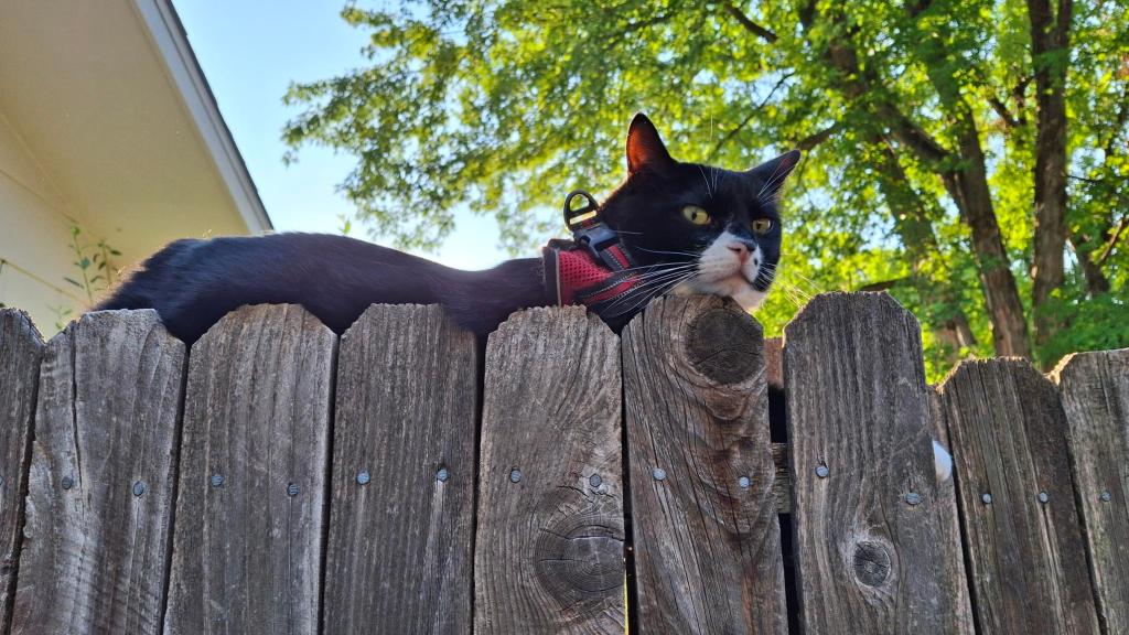 Tuxedo cat on fence in red jacket