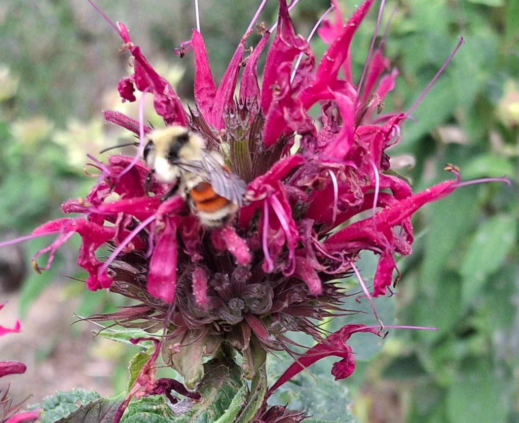 Red belted bumble bee on pink bee balm