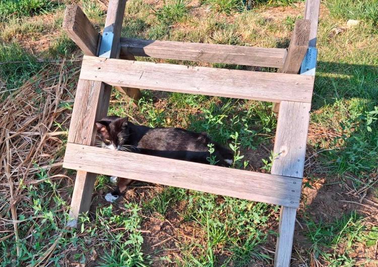 Tuxedo cat under a sawhorse in the grass