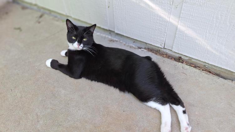 Tuxedo Manx cat sunning on the patio