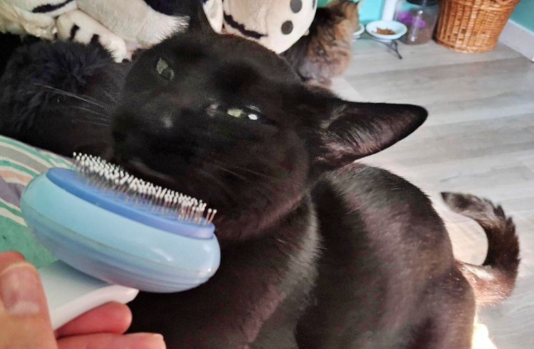 Blackest of black cats getting brushed