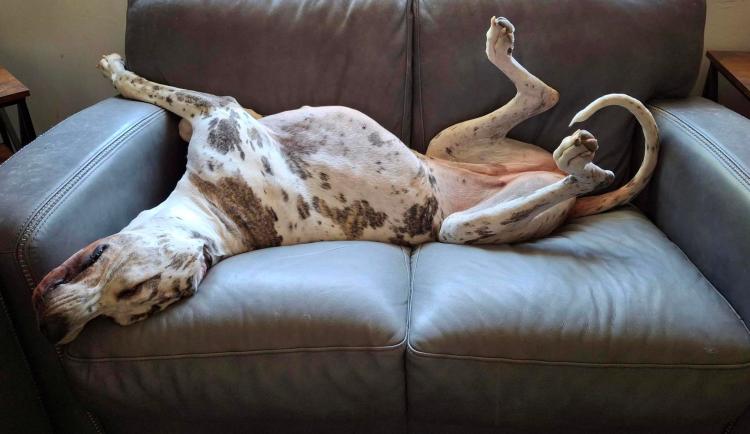 Harlequin Great Dane upside down on grey couch