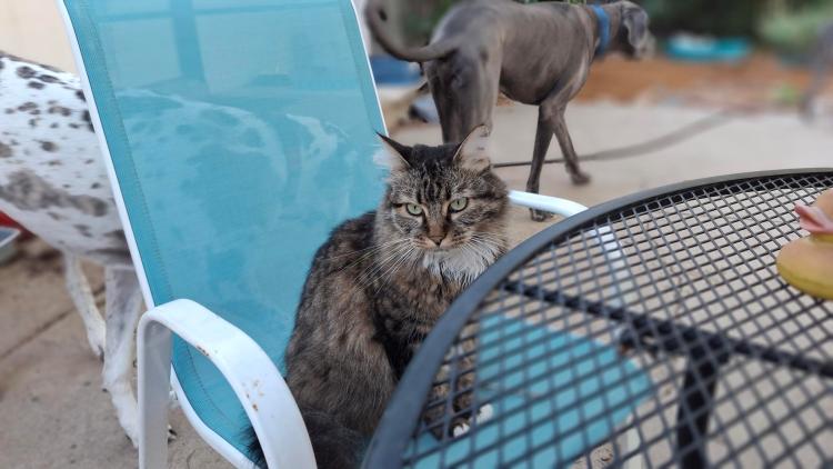 Maine Coon sitting at patio table on blue chair