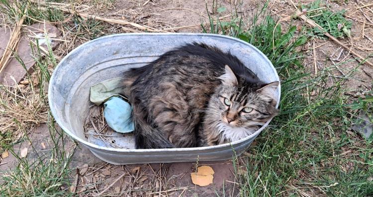 Maine Coon in a metal planter in the grass
