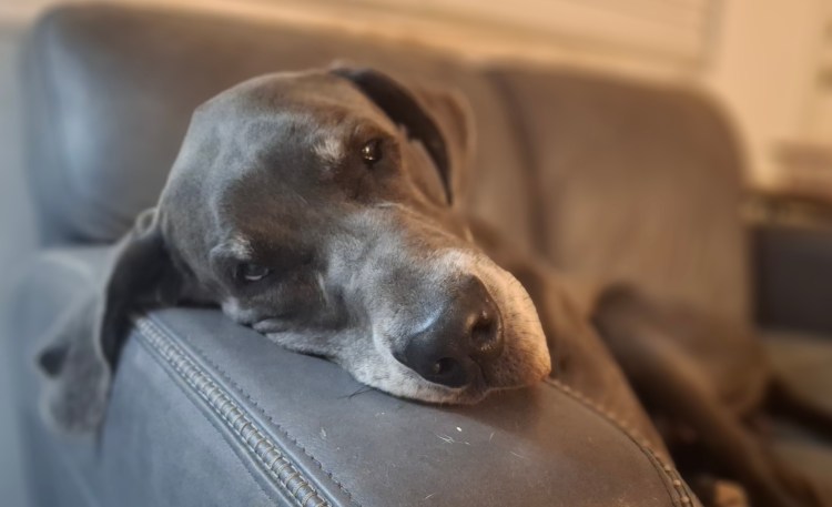 Blue Great Dane resting very large head on couch arm