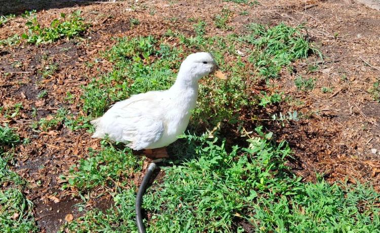 White Pekin duck all muddy