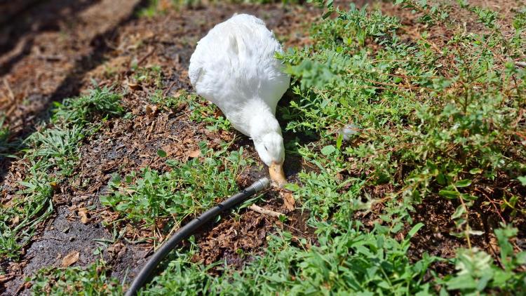 White Pekin duck playing in the water