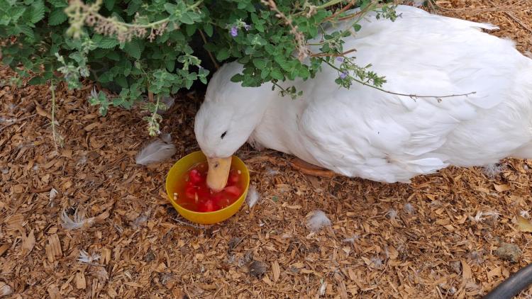 White duck eating watermelon out of yellow bowl