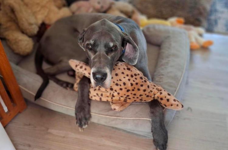 Blue Great Dane with his stuffed leopard 