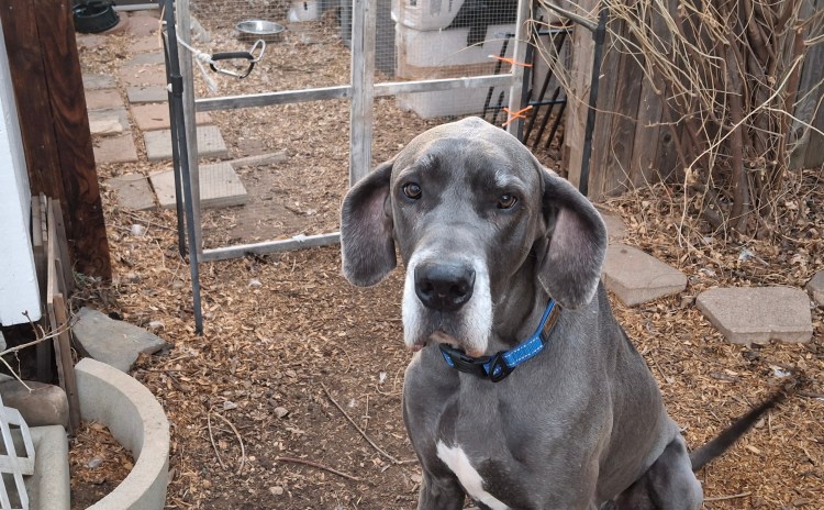 Blue Great Dane looking slightly guilty in front of a small opening in the duck fence