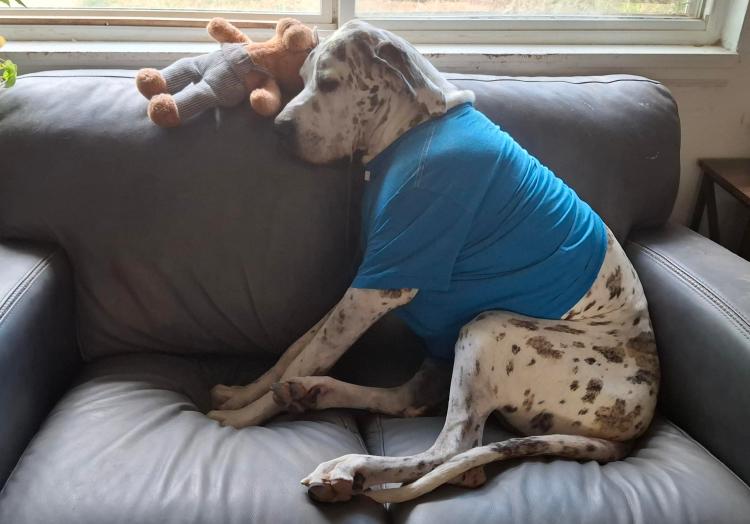 Great Dane on couch with blue shirt