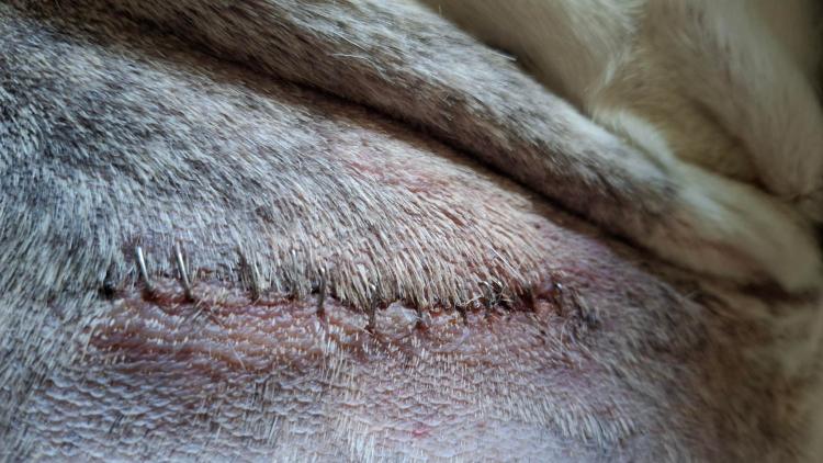 Great Dane injury staples
