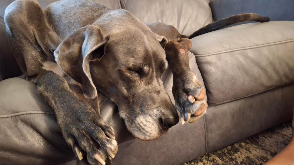 Big blue Great Dane snoozing on couch