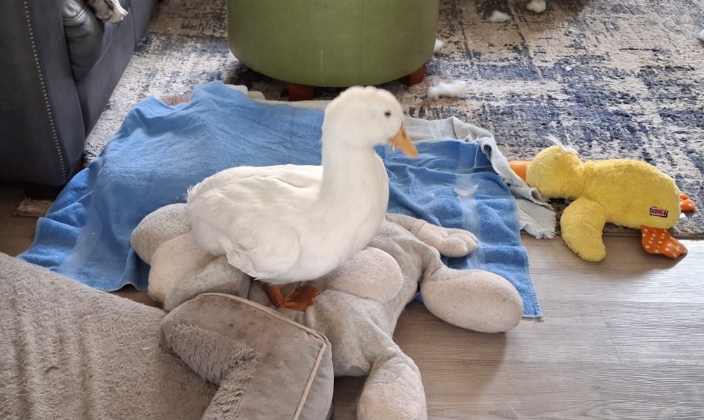 White duck on the floor by couch