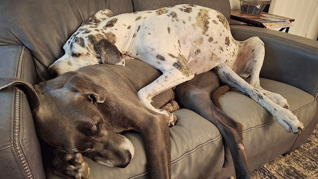 Harlequin Dane sleeping on top of blue Great Dane