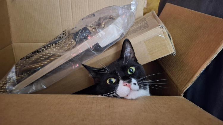 tuxedo cat head peering out of a brown box