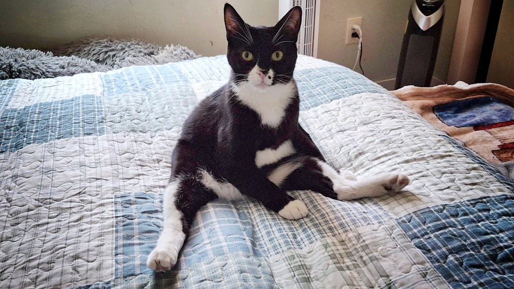 Small tuxedo cat sitting on the bed with no concerns. (He sits like that because he has manx syndrome and his back legs are wonky)