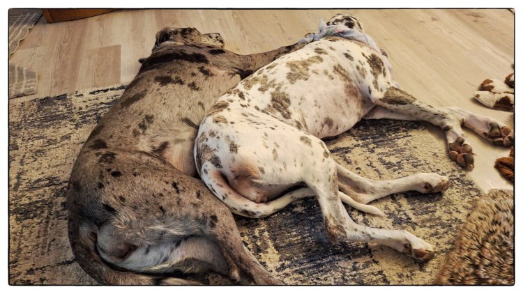 Two Great Danes spooning on the rug
