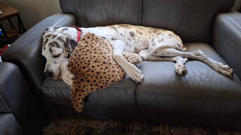 Harlequin Great Dane sleeping on grey couch with stuffed leopard 