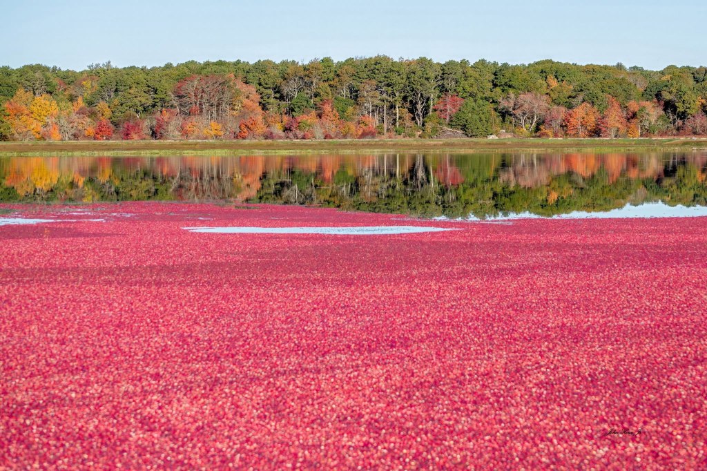 cranberry bog, flooded, surrounded by fall colored trees