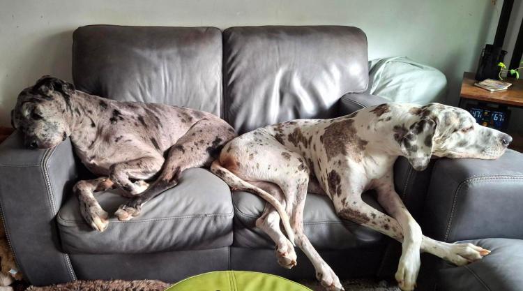 Silver merle Great Dane and Harlequin Great Dane sleeping butt to butt on a grey couch