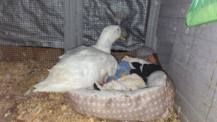 White duck snuggled on a cat bed filled with stuffed animals in her coop