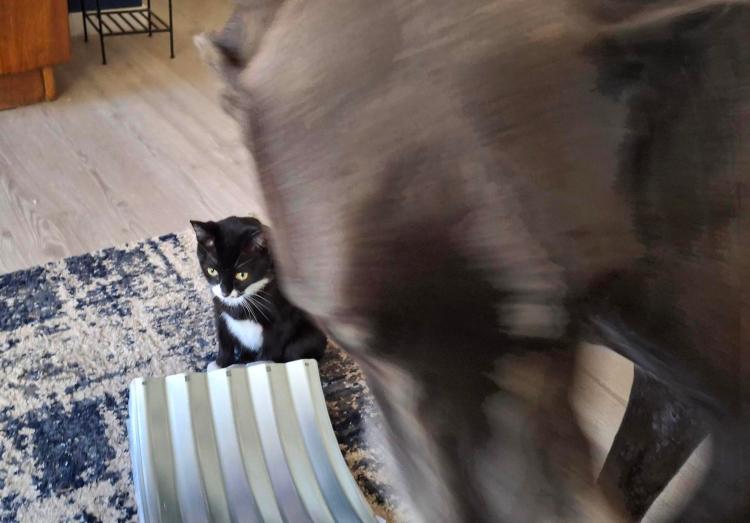 Blurry Great Dane Head and Tuxedo cat helping with assembling item