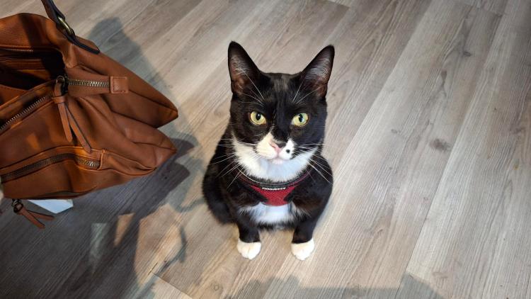 Tuxedo kitten in red jacket looking disappointed