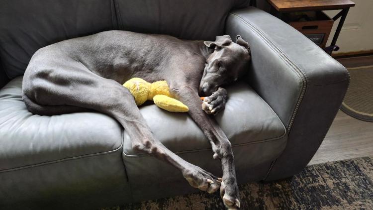 Blue Great Dane and yellow stuffed duck sleeping on couch