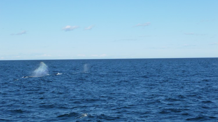 Humpback whale spouts moving away from the boat