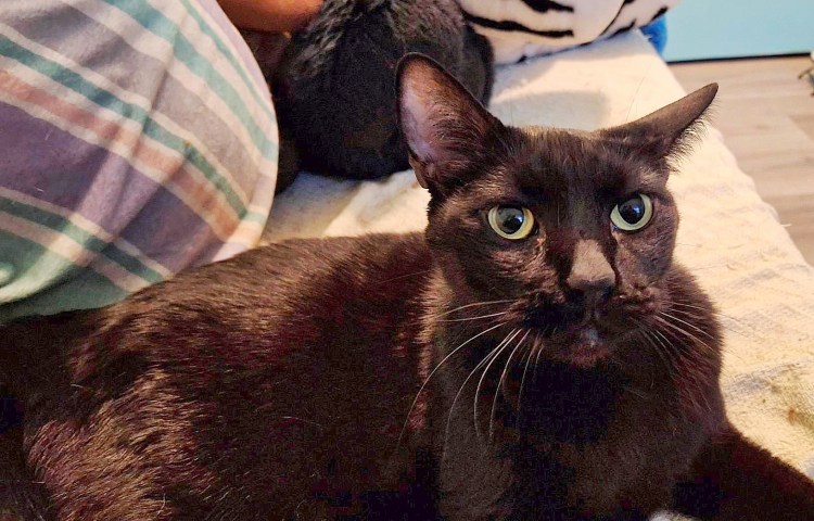 Black cat with gold eyes on a bed