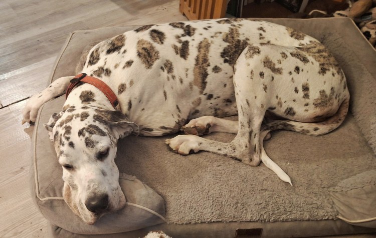 Harlequin Great Dane on her bed pouting