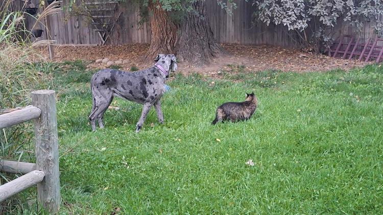 Silver merle Great Dane and Main Coon cat stalking together in the backyard